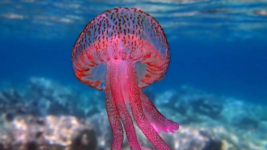 «Καμπανάκι» για μωβ μέδουσες σε θάλασσες στην Ελλάδα – Οι περιοχές που είναι στο «κόκκινο»