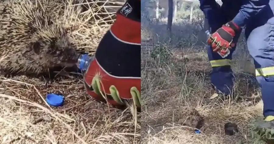 Πυροσβέστης σώζει σκαντζοχοιράκι από τη φωτιά και του δίνει νερό