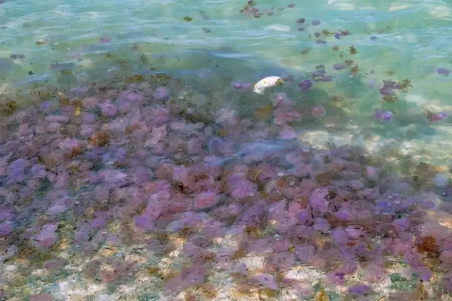 «Καμπανάκι» για μωβ μέδουσες σε θάλασσες στην Ελλάδα – Οι περιοχές που είναι στο «κόκκινο»