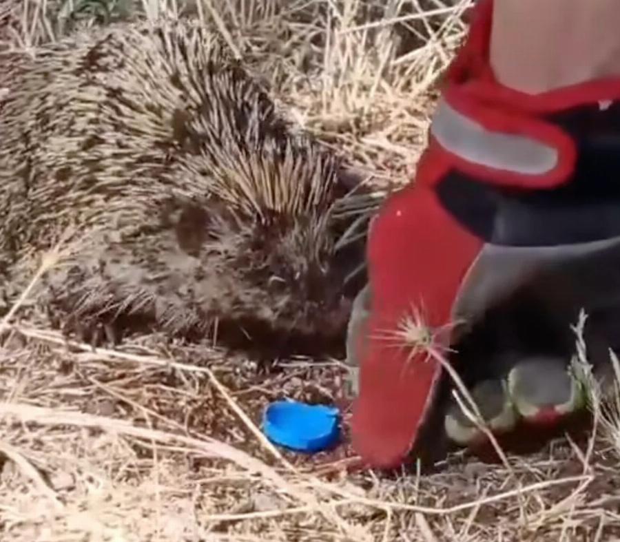 Πυροσβέστης σώζει σκαντζοχοιράκι από τη φωτιά και του δίνει νερό