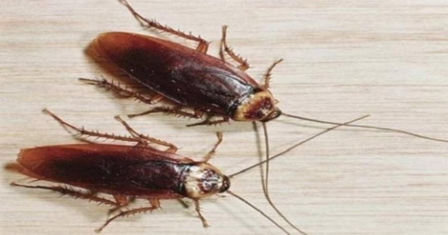 Τέλος οι κατσαρίδες από το σπίτι με μόνο δύο απλά υλικά