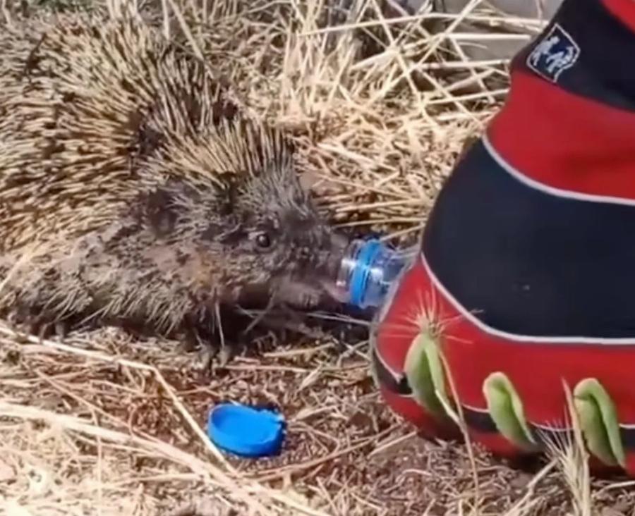 Πυροσβέστης σώζει σκαντζοχοιράκι από τη φωτιά και του δίνει νερό