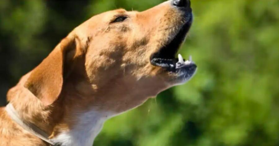 Τι σημαίνει όταν τα σκυλιά γαβγίζουν όλα μαζί την ίδια ώρα την νύχτα;