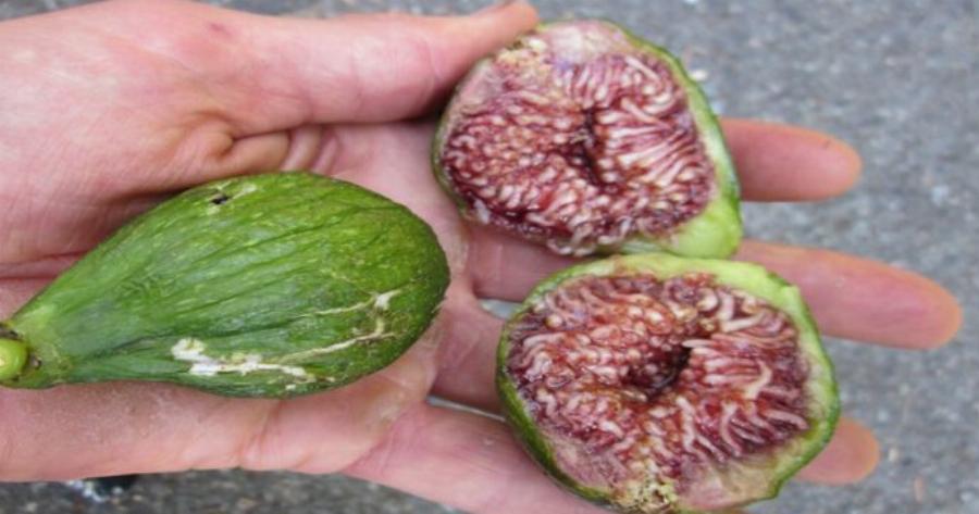 Μάλλον δεν θα φάτε ξανά ποτέ σύκο στη ζωή σας όταν μάθετε τι έχει μέσα