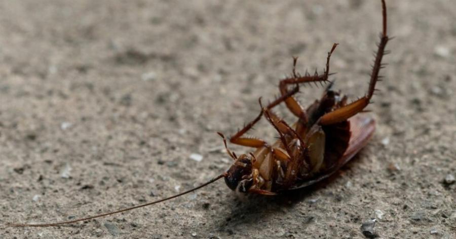 Κατσαρίδες στο σπίτι: 9 απλοί τρόποι για να απαλλαγείτε μια για πάντα αυτή την άνοιξη