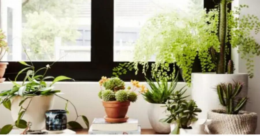 Αν το έχεις σπίτι σου, πέταξέ το τώρα – Το φυτό που θα σου μαυρίσει τη ζωή