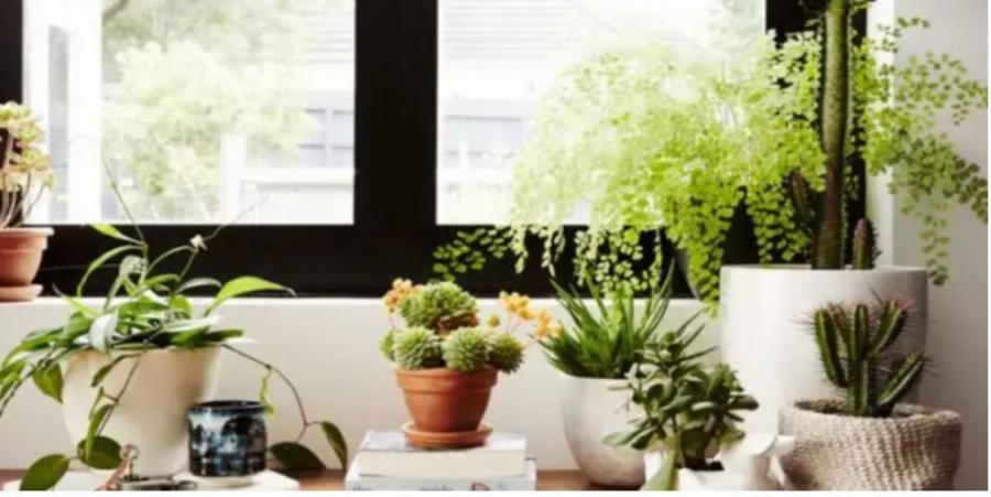 Αν το έχεις σπίτι σου, πέταξέ το τώρα – Το φυτό που θα σου μαυρίσει τη ζωή