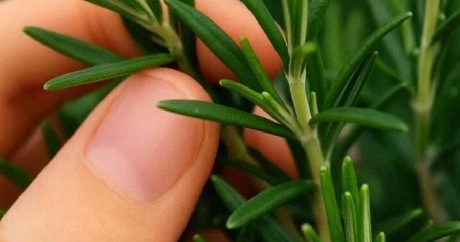 Το αποκαλούν «φυσική μορφίνη» – Το θαυματουργό φυτό του οποίου τη δύναμη οι άνθρωποι αγνοούν