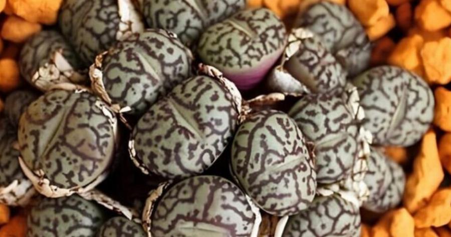 Βίντεο: Περίεργα αυγά κάτω από το κρεβάτι της – Μια οικογένεια αναγκάζεται να εκκενώσει το σπίτι