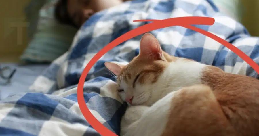 Η πιο Eπικivδuvn ασθένεια που συνδέεται για όσους κοιμούνται με τις γάτες
