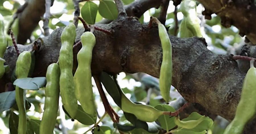 Η τροφή της κατοχής, κορυφαία πηγή ασβεστίου και σιδήρου, που ρίχνει σάκχαρο και χοληστερόλη και διατηρεί τα οστά γερά