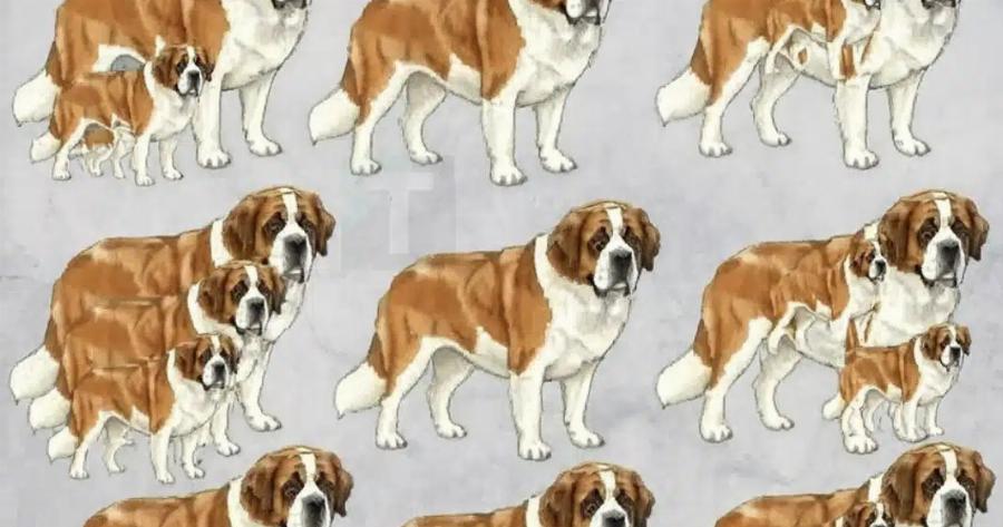 Μπορείτε να βρείτε πόσοι σκύλοι υπάρχουν σε αυτή την φωτογραφία;