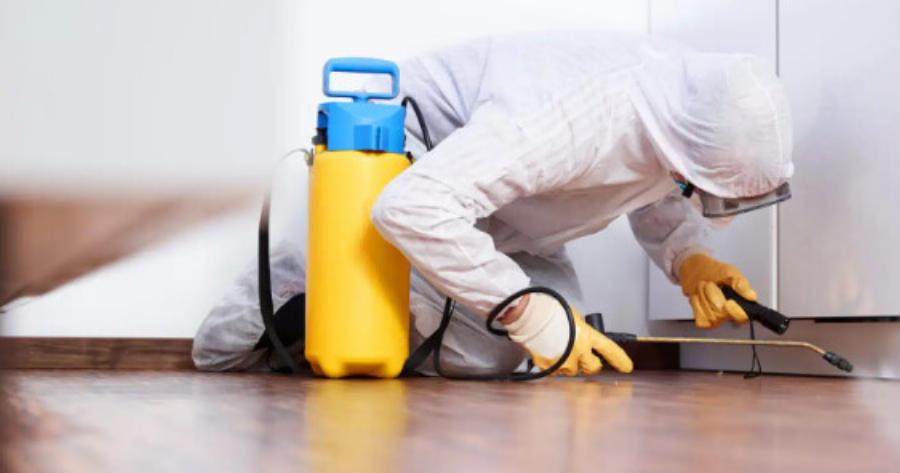 Επιδρομή από ιπτάμενες κατσαρίδες στην Ελλάδα – Πρόκειται για ένα από τα πιο γρήγορα έντομα στον κόσμο