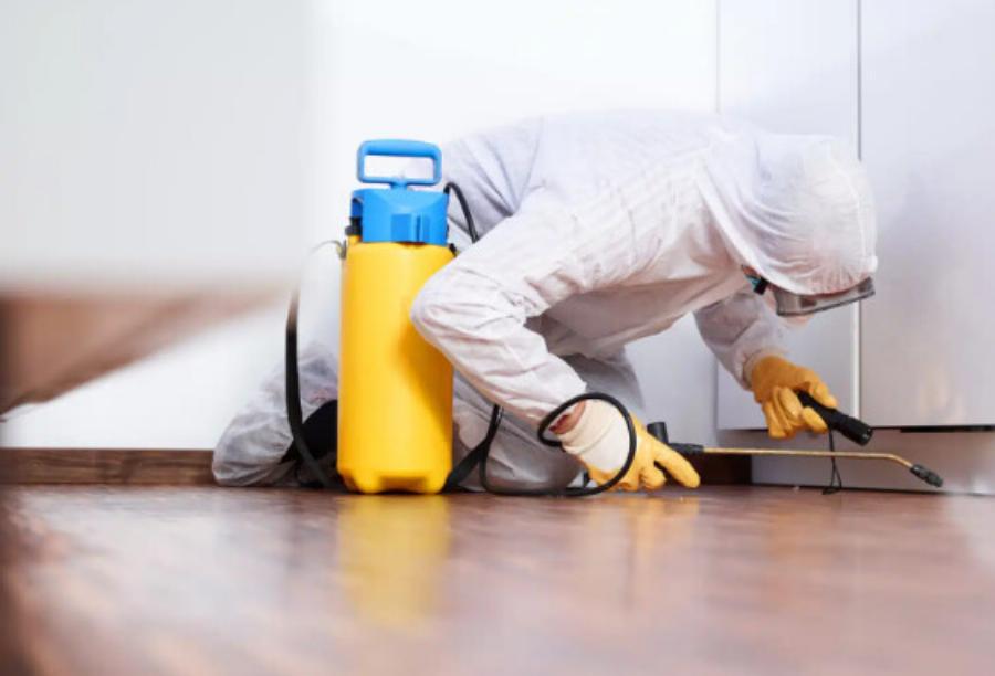 Επιδρομή από ιπτάμενες κατσαρίδες στην Ελλάδα – Πρόκειται για ένα από τα πιο γρήγορα έντομα στον κόσμο