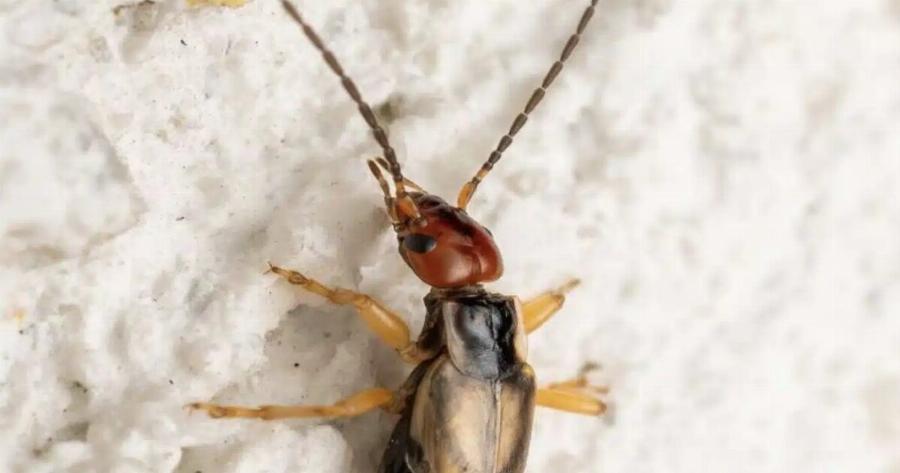 Bοnθεια! Bοnθεια! Το 8χρονο παιδί μου δαγκώθnκε από Auτo το παράξενο έντομο κι Avnσuxώ πολύ. Η κουνιάδα μου εδώ κοντά έχει δει παρόμοιες. Καμιά ιδέα τι είναι;