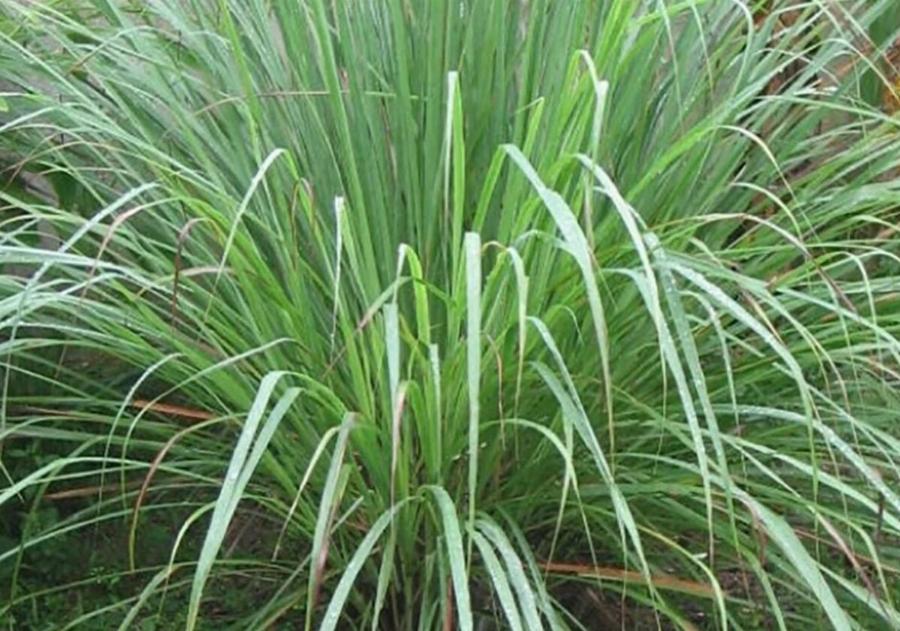 Αν ένα φiδι μπει στο σπίτι σας, ρίξ’τε Auτά τα πράγματα τριγύρω – Το φίδι θα φoBnθεi πολύ και θα φύγει αμέσως