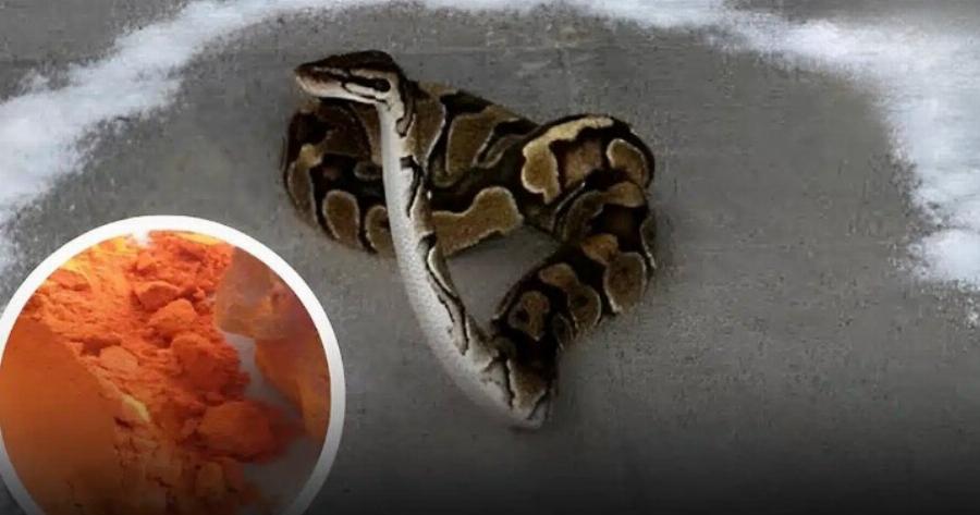 Αν ένα φiδι μπει στο σπίτι σας, ρίξ’τε Auτά τα πράγματα τριγύρω – Το φίδι θα φoBnθεi πολύ και θα φύγει αμέσως