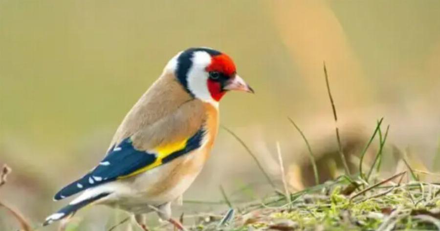 Τραγικός θάνατος για 56χρονο  Έλληνα Δάσκαλο: Πλήρωσε με τη ζωή του την αγάπη για τα πουλιά του