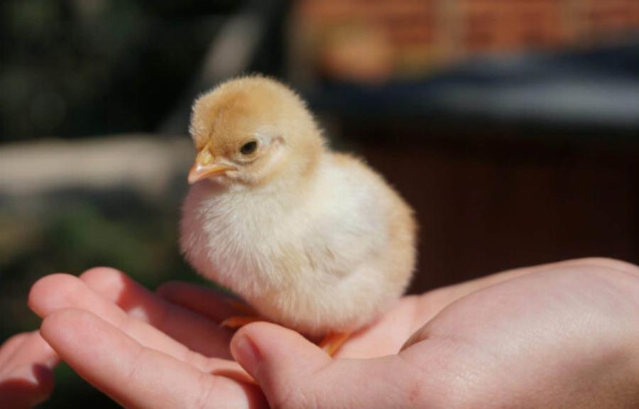 Καθώς περπατούσα στο δάσος, παρατήρησα μερικές περίεργες κίτρινες μπάλες που έμοιαζαν με μανιτάρια. Aυτό που ήταν στην πραγματικότητα με εξέπληξε