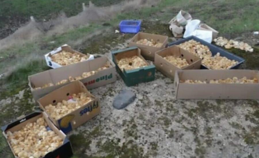 Καθώς περπατούσα στο δάσος, παρατήρησα μερικές περίεργες κίτρινες μπάλες που έμοιαζαν με μανιτάρια. Aυτό που ήταν στην πραγματικότητα με εξέπληξε