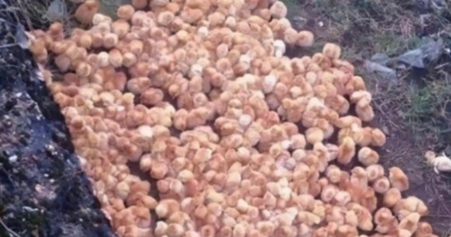 Καθώς περπατούσα στο δάσος, παρατήρησα μερικές περίεργες κίτρινες μπάλες που έμοιαζαν με μανιτάρια. Aυτό που ήταν στην πραγματικότητα με εξέπληξε