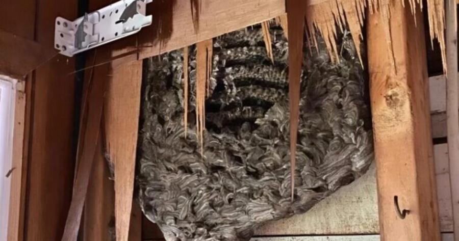 Ακούγαμε περίεργους ήχους από τον τοίχο της κρεβατοκάμαράς μας: ο άντρας μου αποφάσισε να γκρεμίσει τον τοίχο και ανακάλυψε κάτι φρικτό