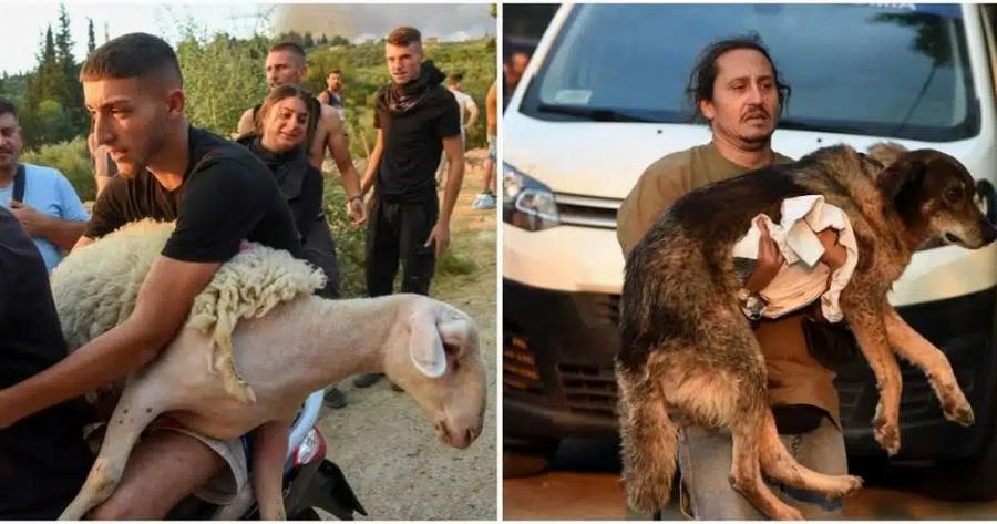 Εικόνες που σuγκλoviζouv στην Αχαΐα – Παίρνουν αγκαλιά τα ζώα τους για να τα σώσουν