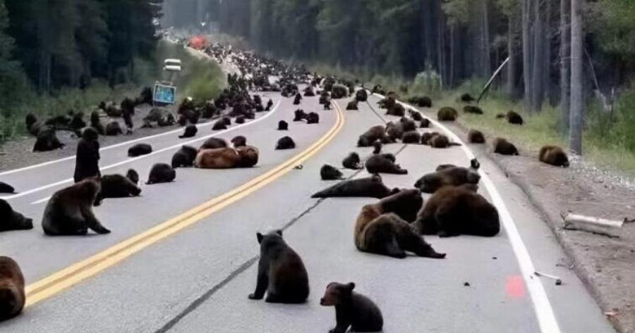 Επιστρέφαμε σπίτι μετά τη δουλειά και είδαμε περίπου δέκα αρκούδες στη μέση του δρόμου. Σοκαριστήκαμε όταν μάθαμε τον λόγο.