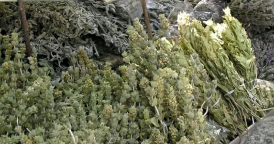 Σκέτος θησαυρός: Το αντιφλεγμονώδες ελληνικό βότανο που καταπολεμά διαβήτη και κατάθλιψη