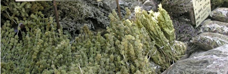 Σκέτος θησαυρός: Το αντιφλεγμονώδες ελληνικό βότανο που καταπολεμά διαβήτη και κατάθλιψη