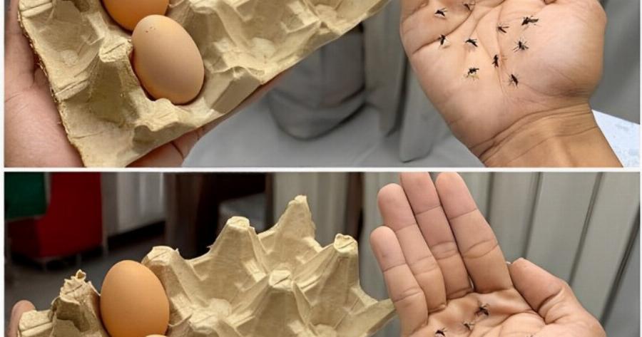 Σταματήστε να πετάτε τα κουτιά από τα αβγά – Το μυστικό για να διώχνετε τα κουνούπια χωρίς χημικά