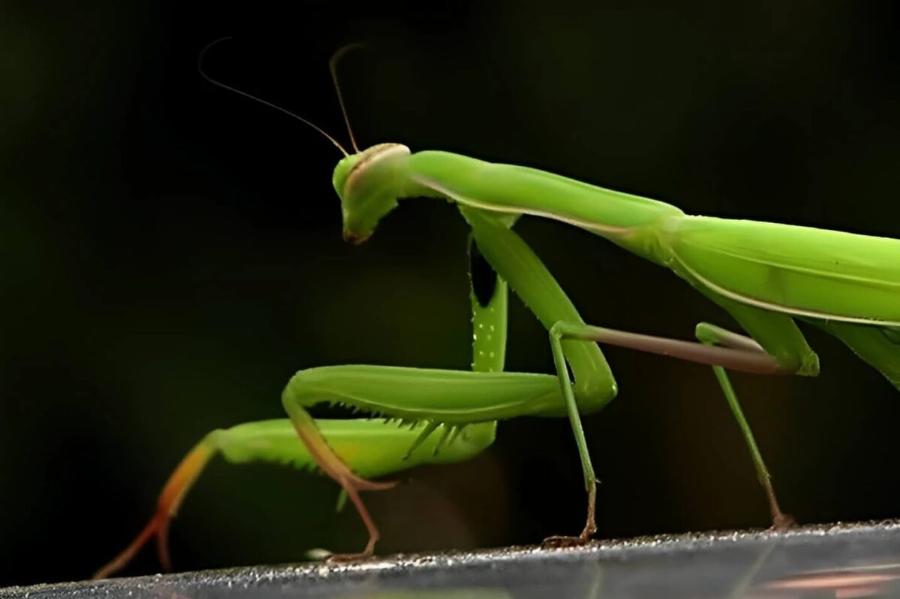 Όταν αυτό το έντομο προσγείωνεται πάνω σας, να τι θέλει να πει το σύμπαν