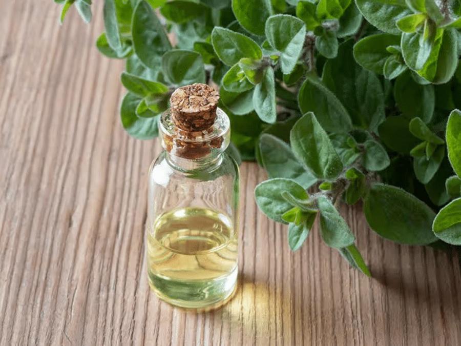 Το πιο Iσxupo βότανο που Kαταστpέφει παpάσιτα, λοιμώξεις του ουροποιητικού συστήματος και της ουροδόχου κύστης, έρπητα, ιούς γρίπης, πόvouς στις αρθρώσεις, αρθρίτιδα, ισχιαλγία, κάντιντα