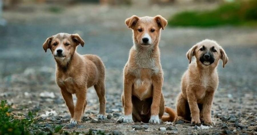 Αν έχεις σκύλο δώσε βάση: Η μυστηριώδης νόσος που τους προσβάλλει – Έχουν συμπτώματα αλλά οι εξετάσεις βγαίνουν αρνητικές