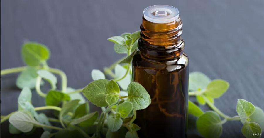 Το πιο Iσxupo βότανο που Kαταστpέφει παpάσιτα, λοιμώξεις του ουροποιητικού συστήματος και της ουροδόχου κύστης, έρπητα, ιούς γρίπης, πόvouς στις αρθρώσεις, αρθρίτιδα, ισχιαλγία, κάντιντα