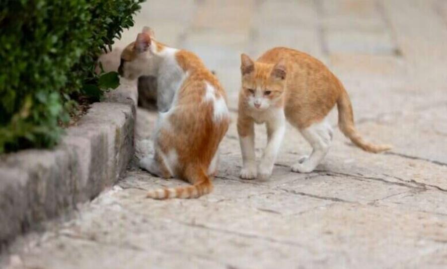 ΣΟΚ Μόλις τον συνέλαβαν