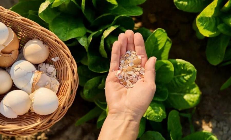 10 από τα καλύτερα κόλπα κηπουρικής που οι περισσότεροι δεν γνωρίζουν