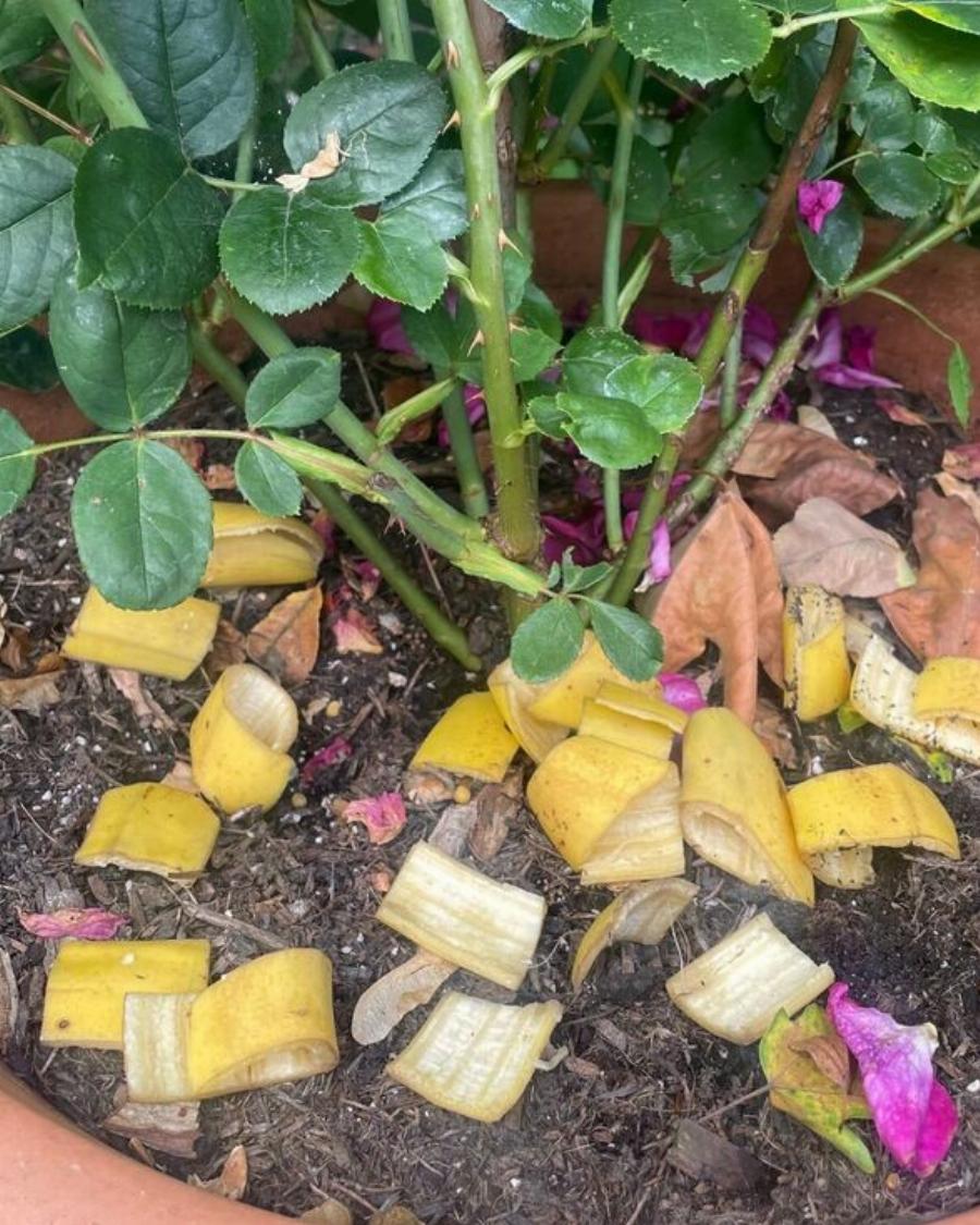 10 από τα καλύτερα κόλπα κηπουρικής που οι περισσότεροι δεν γνωρίζουν