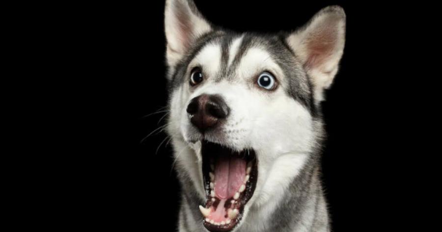 Σκύλος: Να γιατί μυρίζει στα απόκρυφα σημεία μας