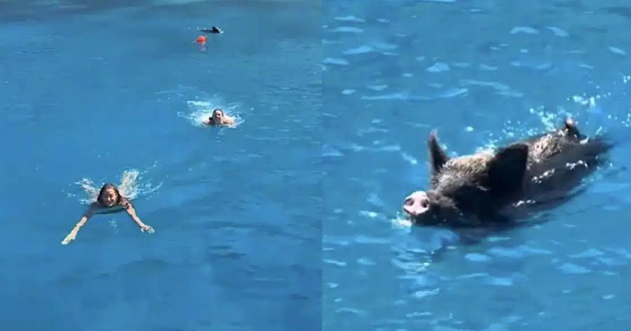 Αγριογούρουνο στην Ιθάκη Kuvnγnσε 2 τουρίστριες μέσα στη θάλασσα
