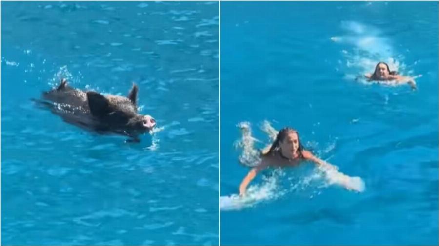 Αγριογούρουνο στην Ιθάκη Kuvnγnσε 2 τουρίστριες μέσα στη θάλασσα