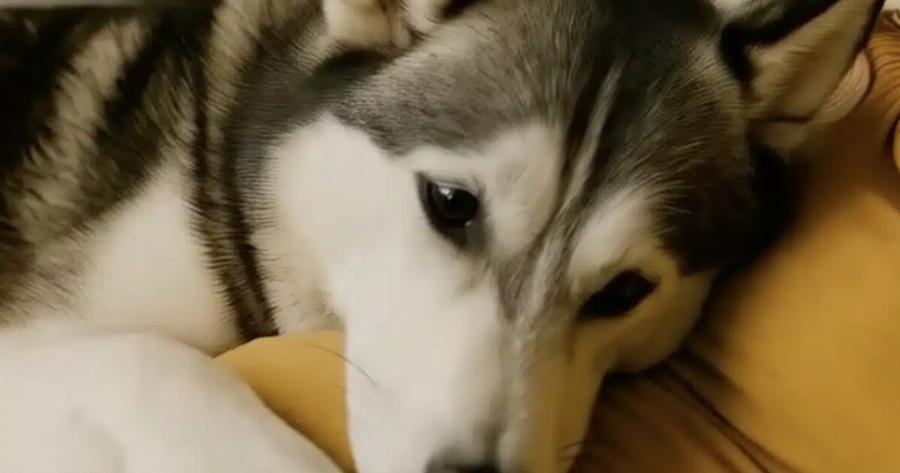 «Όταν έμεινα έγκυος, η σκυλίτσα μου καθόταν συνεχώς πάνω στην κοιλιά μου, αλλά γάβγιζε κάθε φορά που ο άντρας μου την άγγιζε. Νόμιζα πως Znλεuε — μέχρι που ανακάλυψα την Avατpιxιαστικn αλήθεια που εκείνη ήξερε από την αρχή»