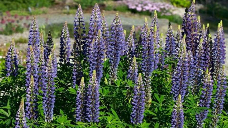 Το ξεχασμένο όσπριο: Με διπλάσια πρωτεΐνη από τα άλλα, πλούσιο σε αντιοξειδωτικά – Φάρμακο για σάκχαρο και χοληστερόλη