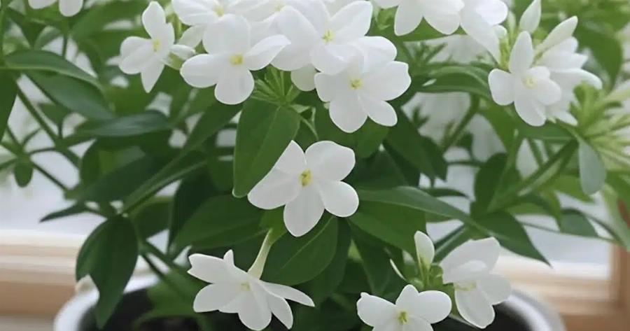 11 από τα καλύτερα αρωματικά φυτά που  θα κάνουν το σπίτι σας να μυρίζει υπέροχα