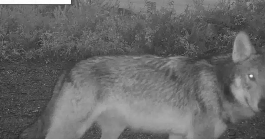 Επανεμφάνιση λύκων στον Ταΰγετο μετά από έναν αιώνα