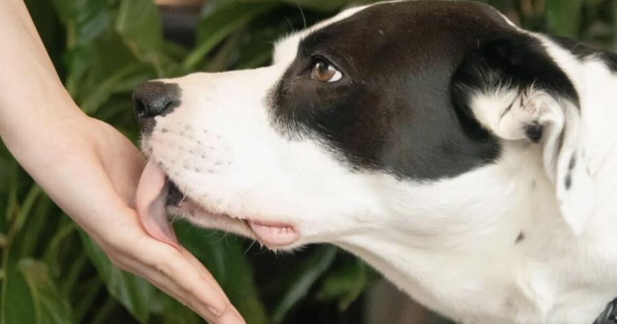 Σκύλος: Γιατί μας γλεiφει – Πότε μας προειδοποıεί για προβλńματα υγεiας