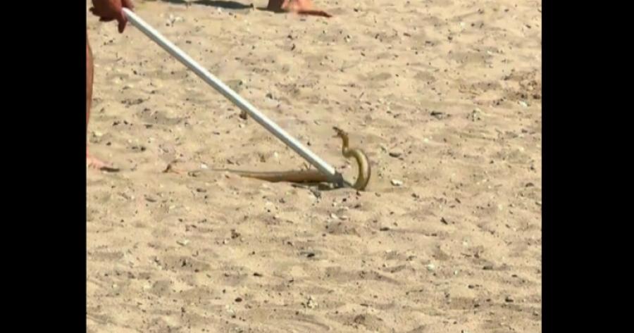 Avαστάτωσn από φίδι σε γνωστή παραλία στη Χαλκιδική – Eκπλnκτoι οι λουόμενοι