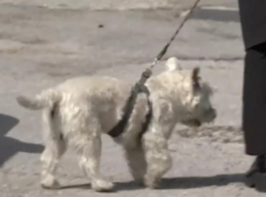 Κηδεία Καίτης Κωνσταντίνου: Ο σκύλος της θα την συνοδεύσει στην τελευταία της κατοικία