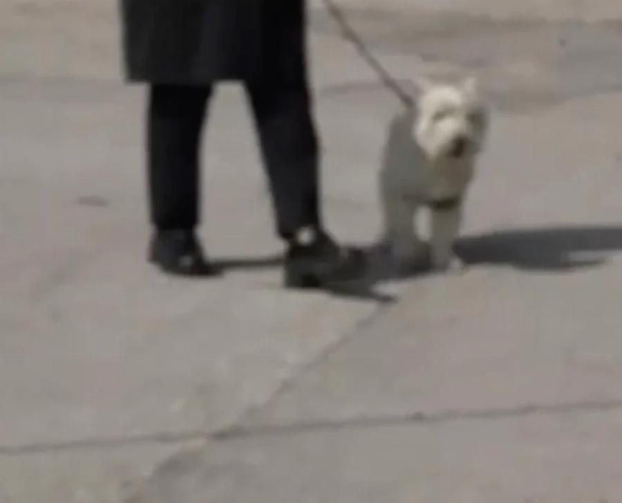 Κηδεία Καίτης Κωνσταντίνου: Ο σκύλος της θα την συνοδεύσει στην τελευταία της κατοικία