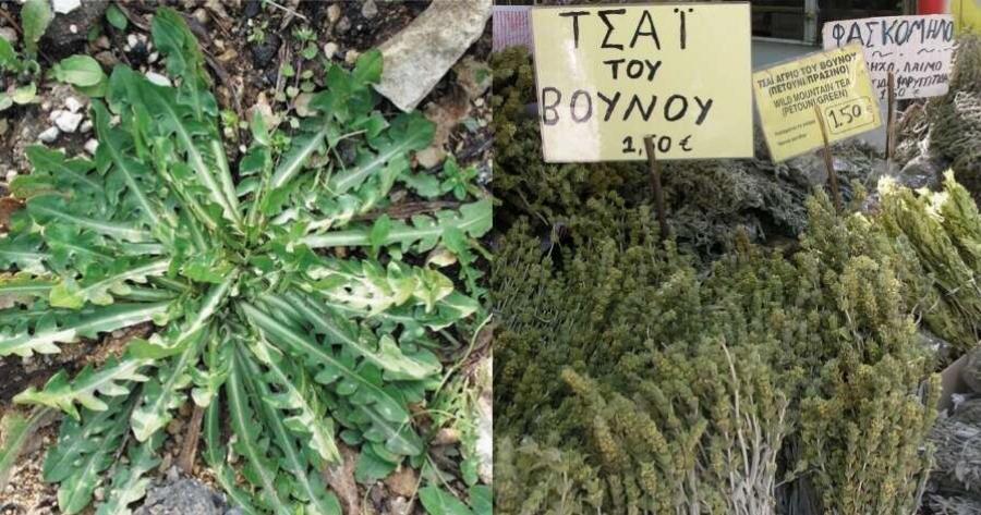 Χοληστερίνη: Αυτά είναι τα 5 βότανα που την “ρίχνουν”